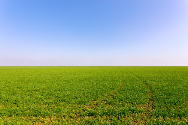 Spring green field