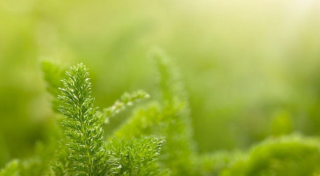 spring green grass close up background