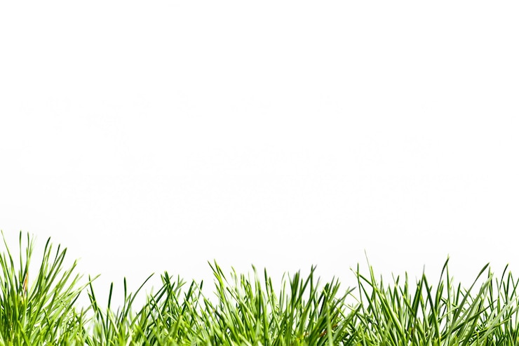 Photo spring green grass isolated on white background
