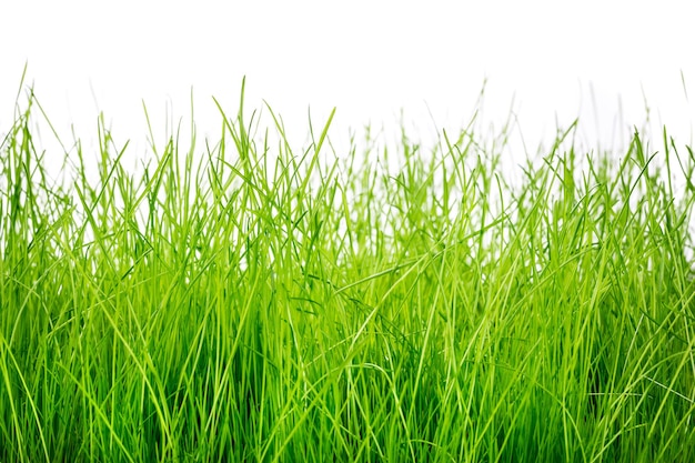 Spring green grass isolated on white background