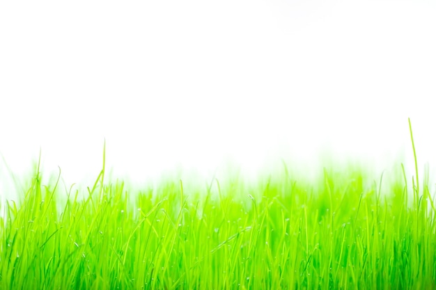 Spring green grass