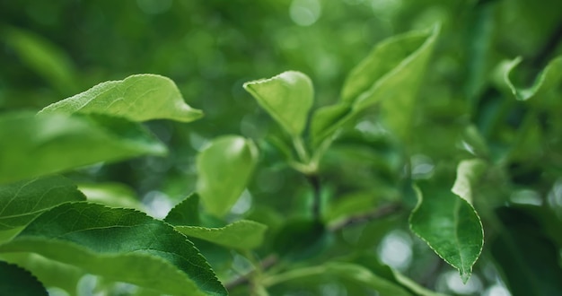 Spring green leaves nature park trees bokeh light