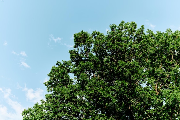 Spring green leaves on a tree against a blue sky