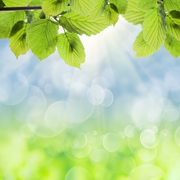 Spring green leaves