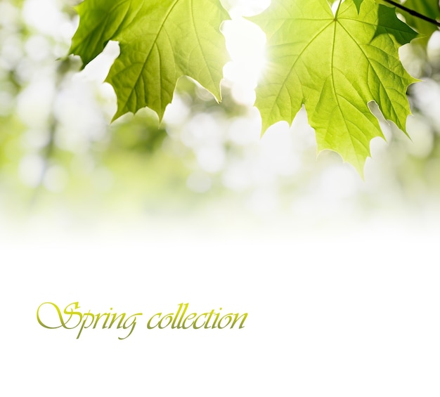 Spring Green maple leaves on blurred greenery background with sun beam. Fresh sunny foliage backdrop on white background. Copy space for your text.