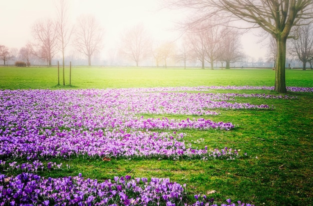Photo spring green park city park with blooming crocus flowers fresh lawn and fog springtime landscape background