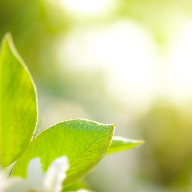 Spring green pear leaves on the bright blurred background