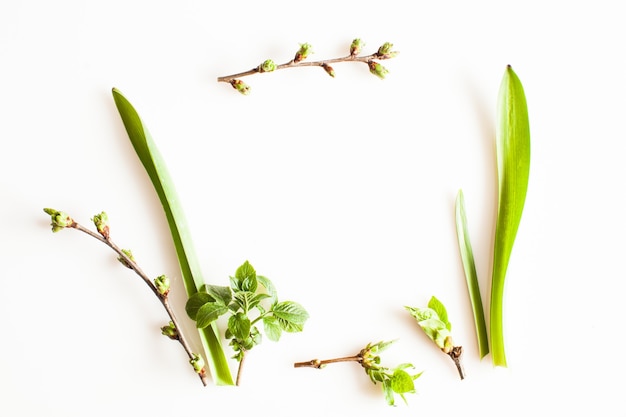 Spring greenery plants over white background. Flat lay forest and nature concept