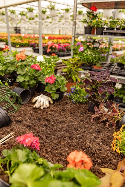 Spring in the greenhouse