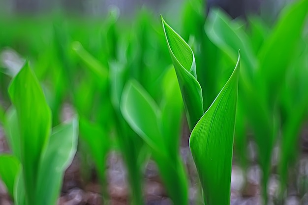 春の緑の背景、抽象的なぼやけた自然の美しい写真、緑の芽