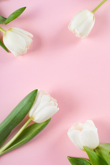 Spring greeting card white tulips flowers on pink background flat lay top view copy space vertical image