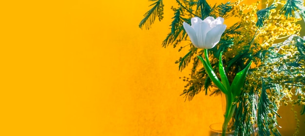 Фото Весенняя открытка с цветами, белыми тюльпанами и мимозой на оранжевом или желтом фоне концепция весенней нежности женственности баннер с копией пространства