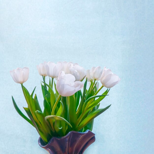 Spring greeting card with flowers white tulips on a skyblue background The concept of spring tenderness femininity copy space