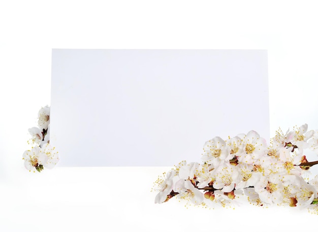 Spring greeting card with white flowers