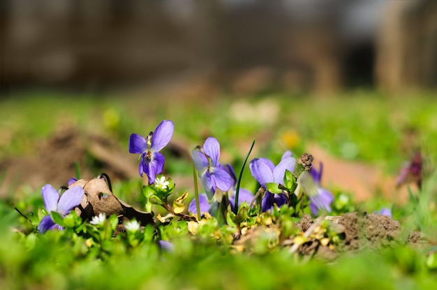 Spring ground violets flowers