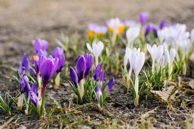 Spring growing flowers crocuses and reviving nature