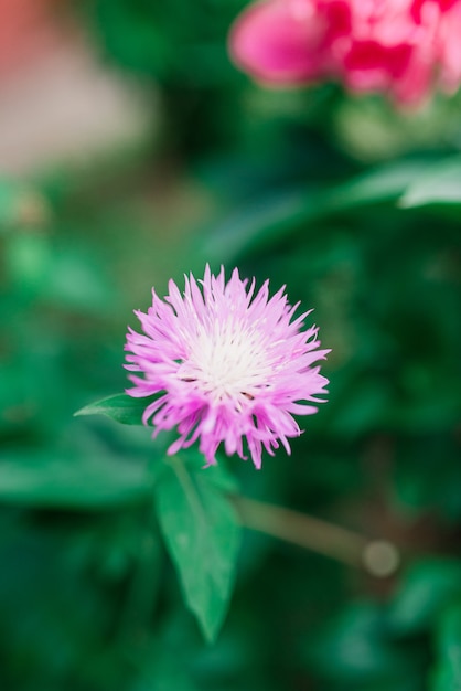 Fiori primaverili che crescono e natura che prende vita