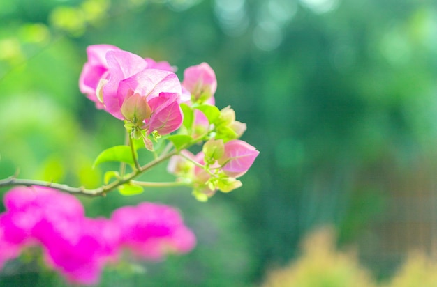 春に咲くピンクのブーゲンビリアの花と自然が生き生きとしています