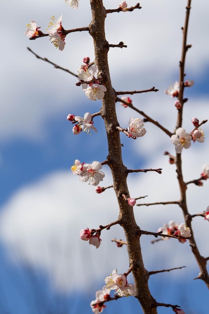 Spring has come the first green Nature wakes up Dissolve the first leaves on the branches Green hous