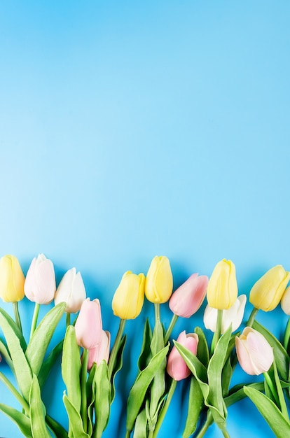 Spring or holiday concept, a bouquet of tulips on blue background.