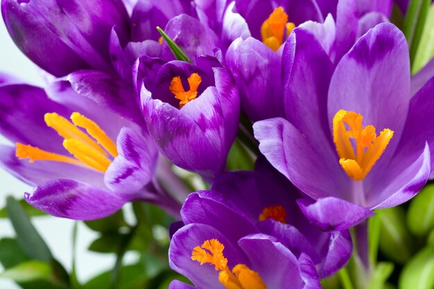 Spring holiday crocus flowers surface ( )