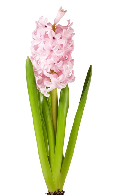 Spring holiday pink hyacinthus flowers isolated on white background