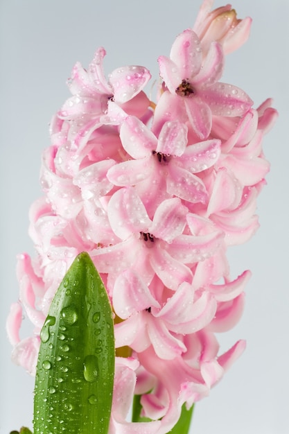 Spring holiday pink hyacinthus flowers on light background. (macro)