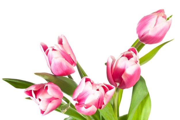 Spring holiday pink-white tulip flowers isolated on white 