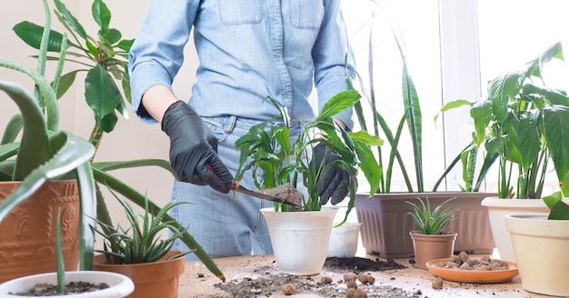 春の観葉植物ケア観葉植物移植自宅の女性が植物を新しい鉢に移植します