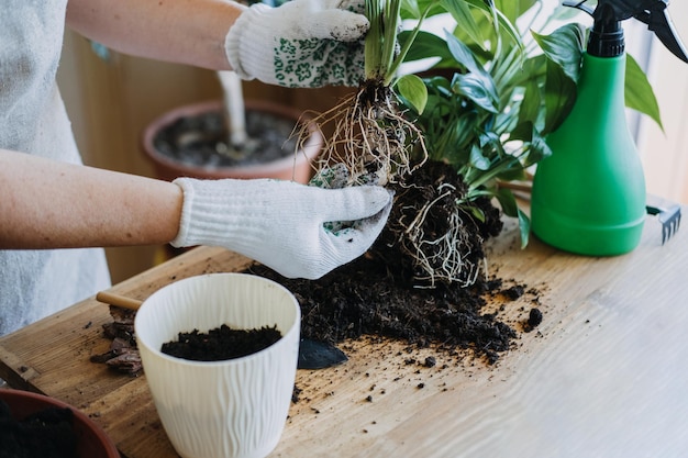 春の女性のために屋内植物を目覚めさせる春の観葉植物ケア植え替え観葉植物は