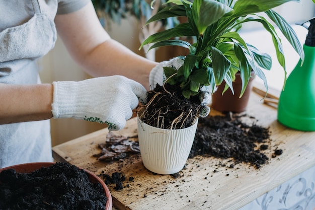 春の女性のための屋内植物を目覚めさせる春の観葉植物のケアは、新しいポットに植物を移植しています