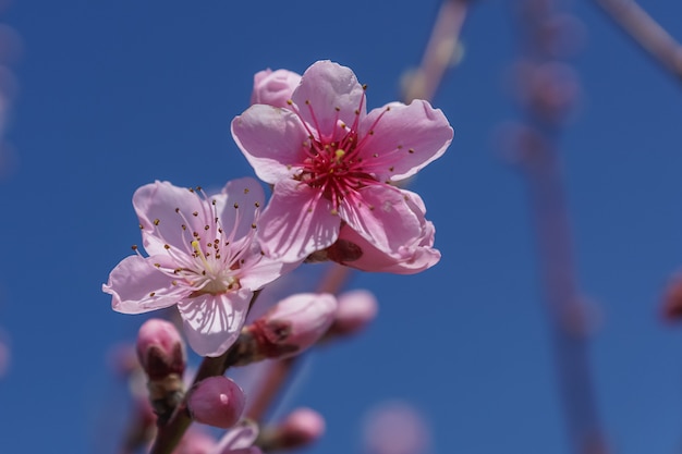 Весеннее изображение. Ветвь цветения персика на предпосылке голубого неба.