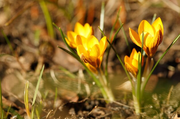 Spring image with colorful yellow beautiful fresh crocuses in garden on sunny spring day