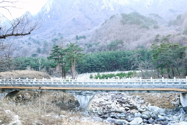Фото Весна в южной корее