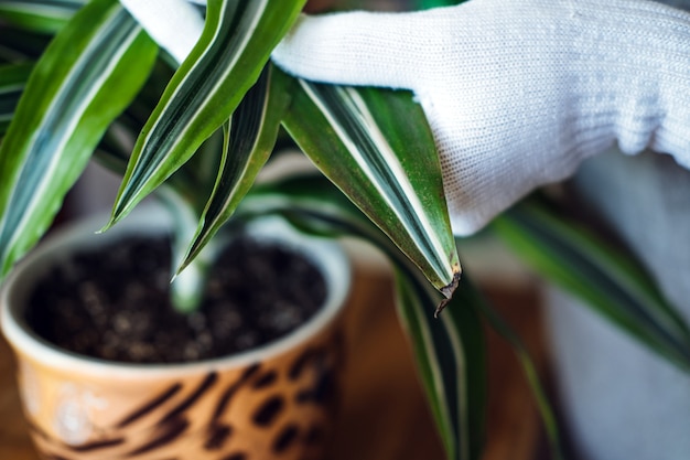 春の女性の手のために屋内植物を目覚めさせる春の屋内植物ケアは、葉をスプレーして洗います