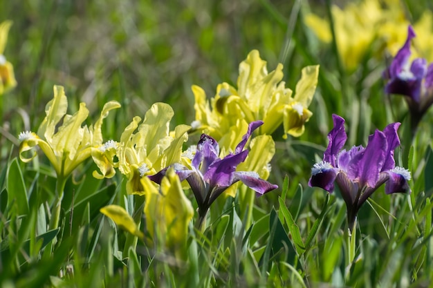 牧草地、自然の背景に春のアイリスの花