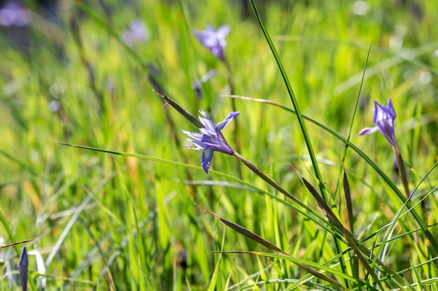 Spring iris Moraea sisyrinchium grows in a meadow