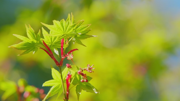 Spring is coming acer palmatum sprouting red foliage acer palmatum budding in the spring close up