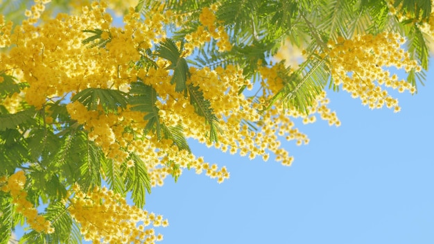 春が来る イースターの概念 美しい黄色いミモザ 春の小さな花 植物園