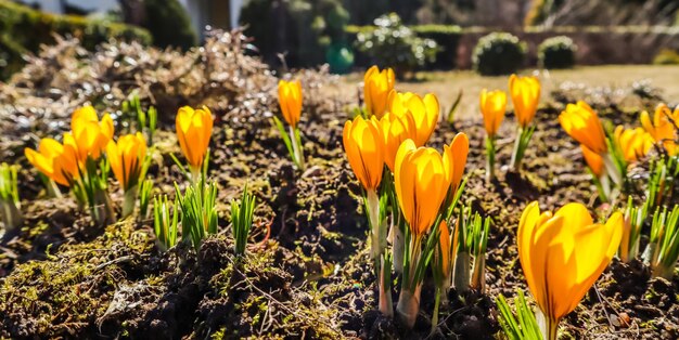 Spring is coming the first yellow crocuses in my garden on a sunny day