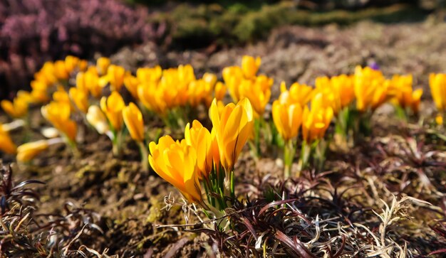 Spring is coming. The first yellow crocuses in my garden on a sunny day