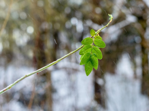 Spring is coming with single green leaf in forest in snow Changing seasons concept