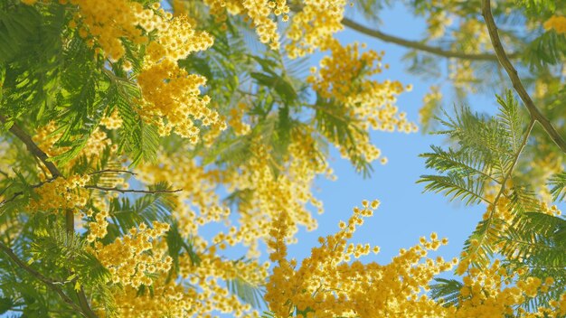 Фото Наступает весна желтые цветы мимозы в весеннем саду лекарственное растение или акация деальбата вблизи