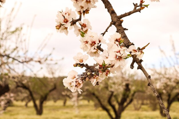 Foto la primavera sta arrivando.