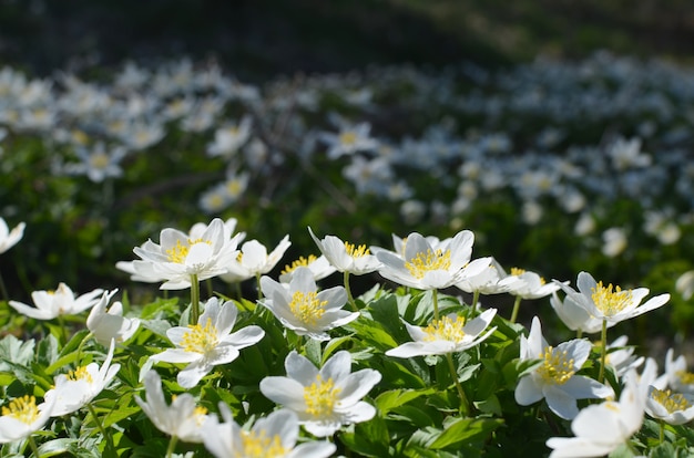 Foto la primavera è il tempo dei bei fiori anemone. sfondo di fiori