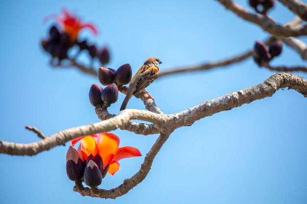 Весенний сезон капока капок цветущие птицы Тайвань