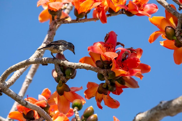 Primavera kapok stagione kapok uccelli in fiore taiwan