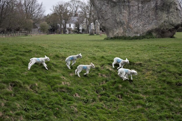 Spring lambs loving new life in spring at avebury