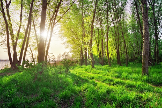 Spring Landscape. Beautiful scene in the forest with sun