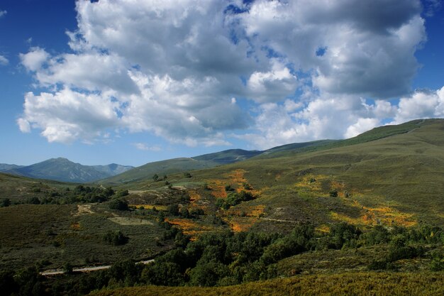 Весенний пейзаж в кустарнике